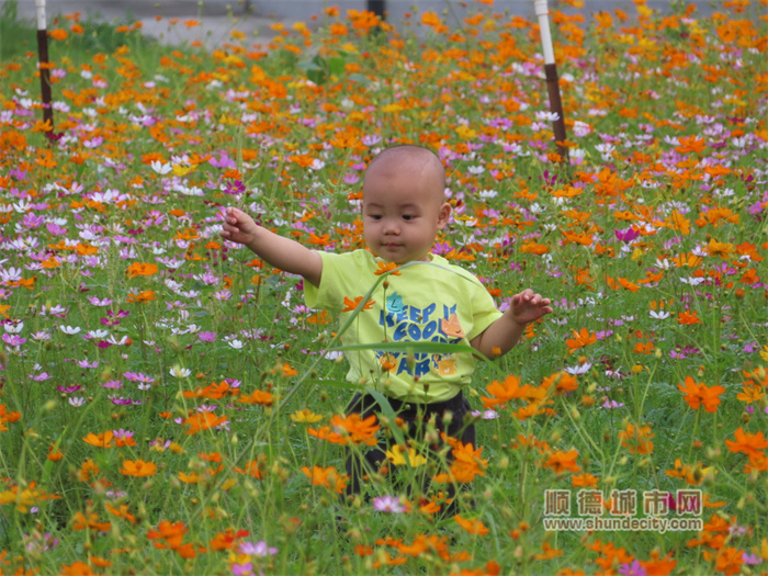 20230424 烏洲水閘 花 老牛8.jpg