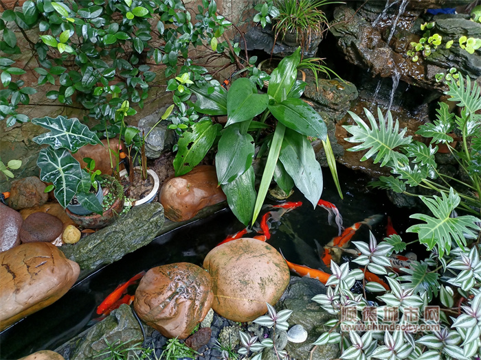 小池里，魚兒暢游。.jpg