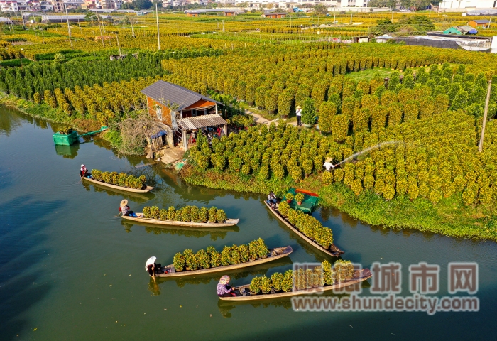 從高空俯瞰大片金燦燦的桔田，梁巨鋒攝_副本.jpg