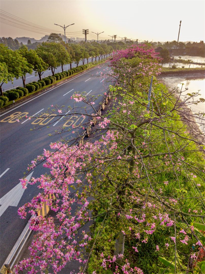 橫九路.jpg