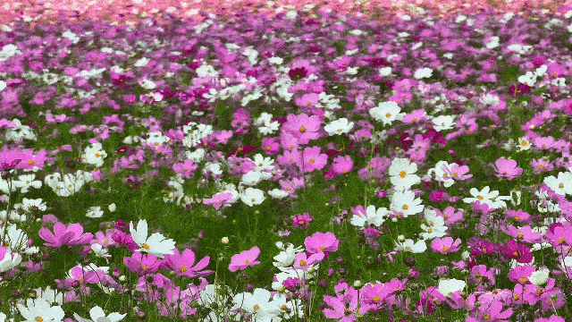 壓縮4.gif