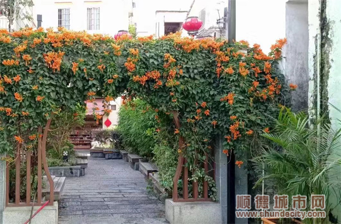 7.上佳市社區將鄉賢捐贈的老舊房屋改造成綠化公園.jpg
