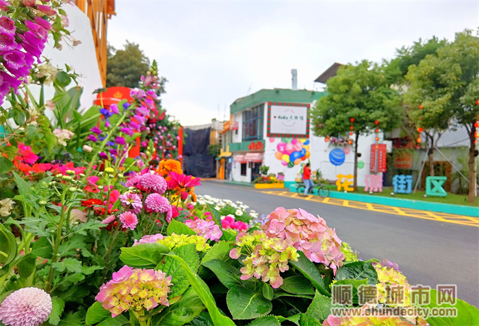 10.東風社區北閘老街通過鮮花點綴成為網紅打卡地.jpg