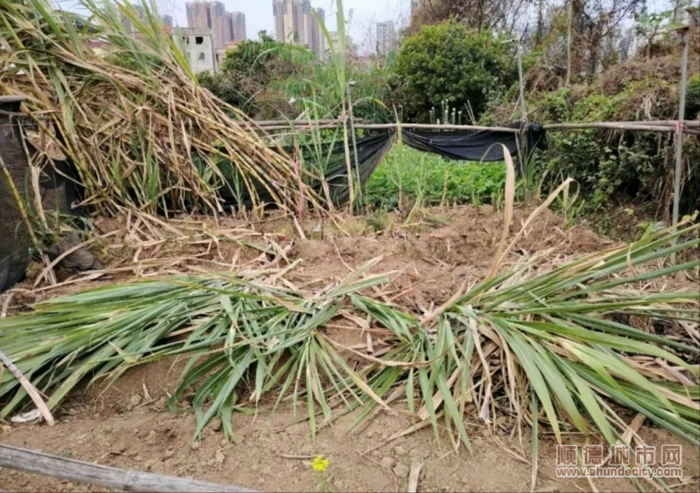 被破壞的甘蔗地.jpg