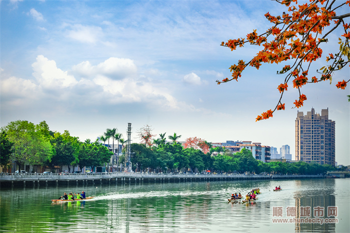 鳧洲河木棉 (1).jpg