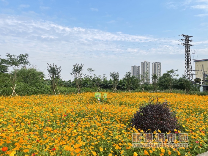 均安鎮新華社區林海一街和二街的“振興林”，年初栽下的紫花風鈴和紫荊正蓬勃吐綠、生機盎然，閑置地改造后的小花園花開正艷。_副本.jpg