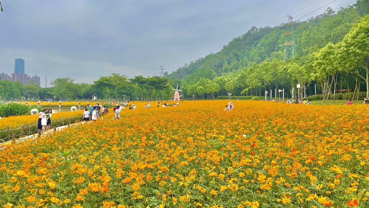 4.錦繡花海（來源：韋生）_副本.jpg