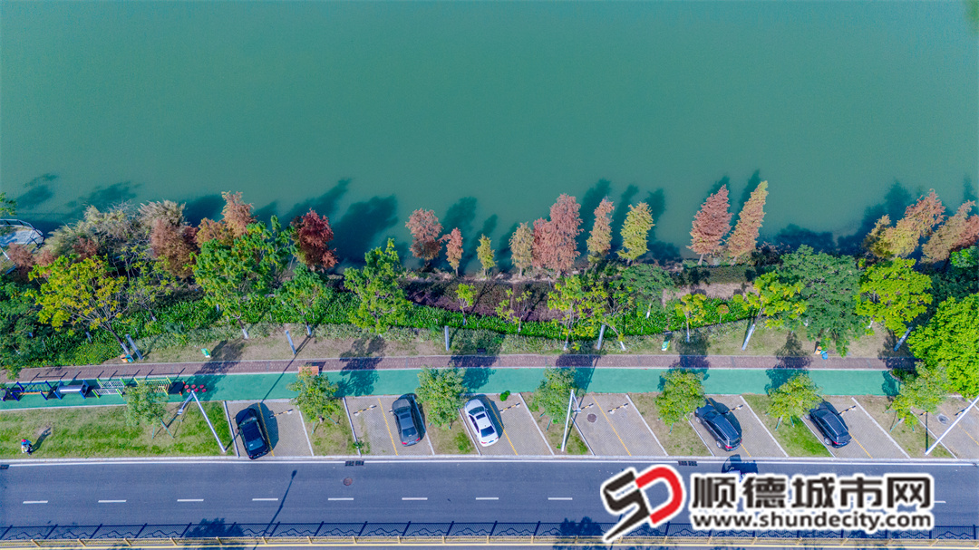 鳧洲河落羽杉-1.jpg