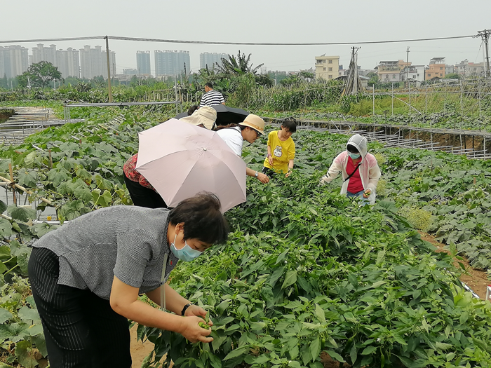 傳承農耕文化，順德開展系列教育活動