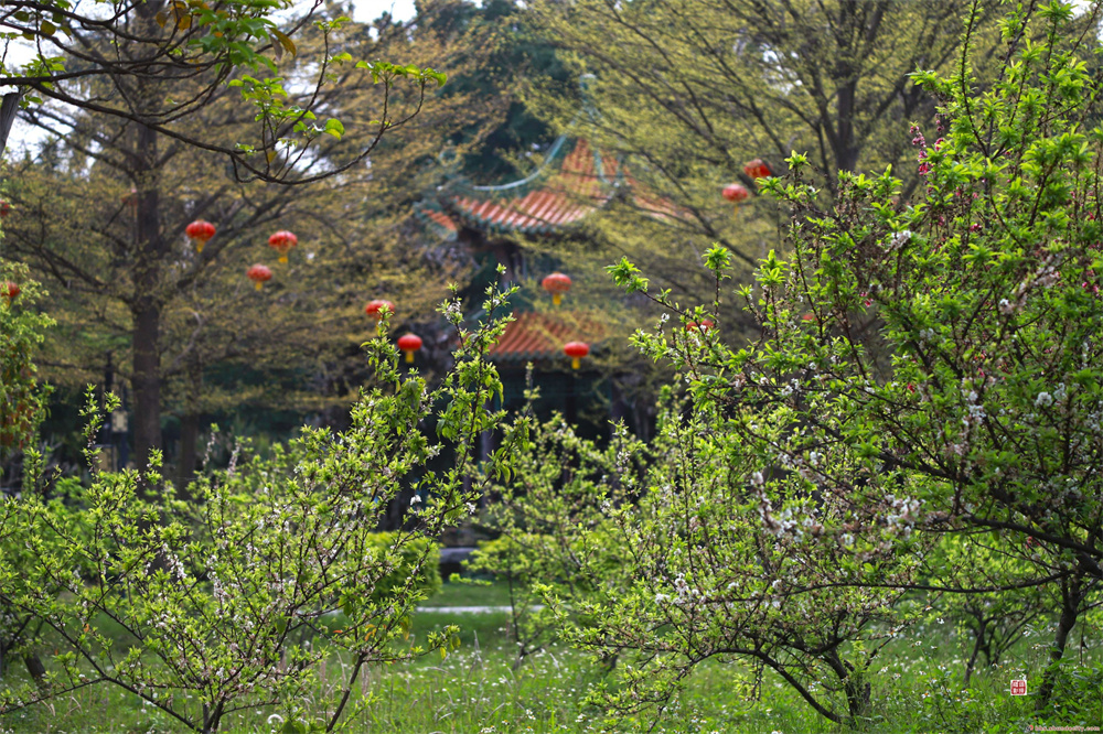 逢簡的李花園一片嫩綠生機勃勃