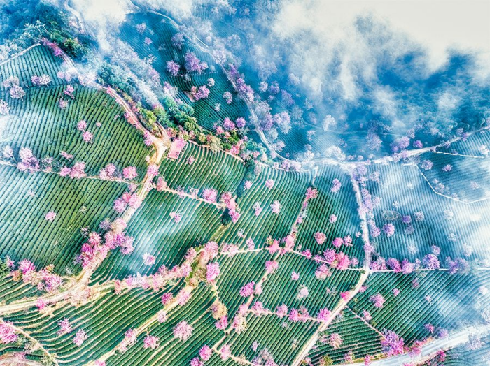 壹周美圖：霧里看花，唯美浪漫