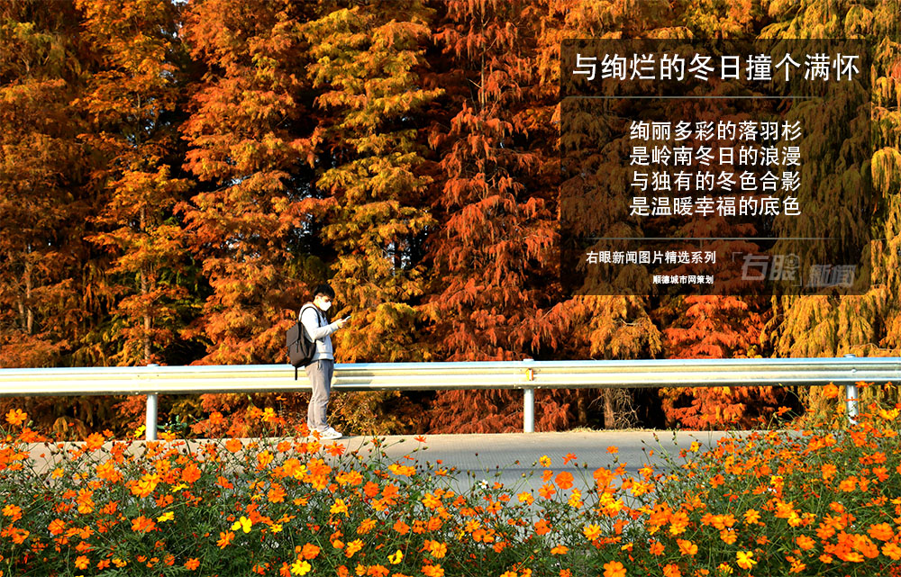 右眼新聞：在倫教與絢爛的冬日撞個(gè)滿懷