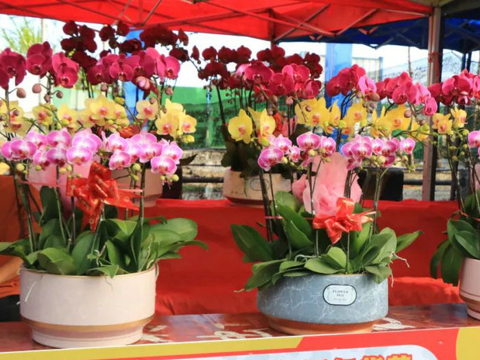 年桔年花回收攻略！龍江收集點(diǎn)一覽