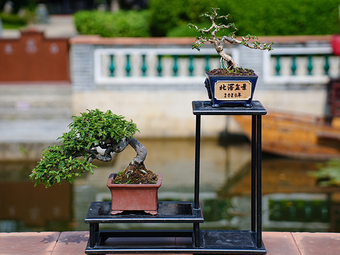 和風擁碧翠，“三八”盆景點綴嶺南和園