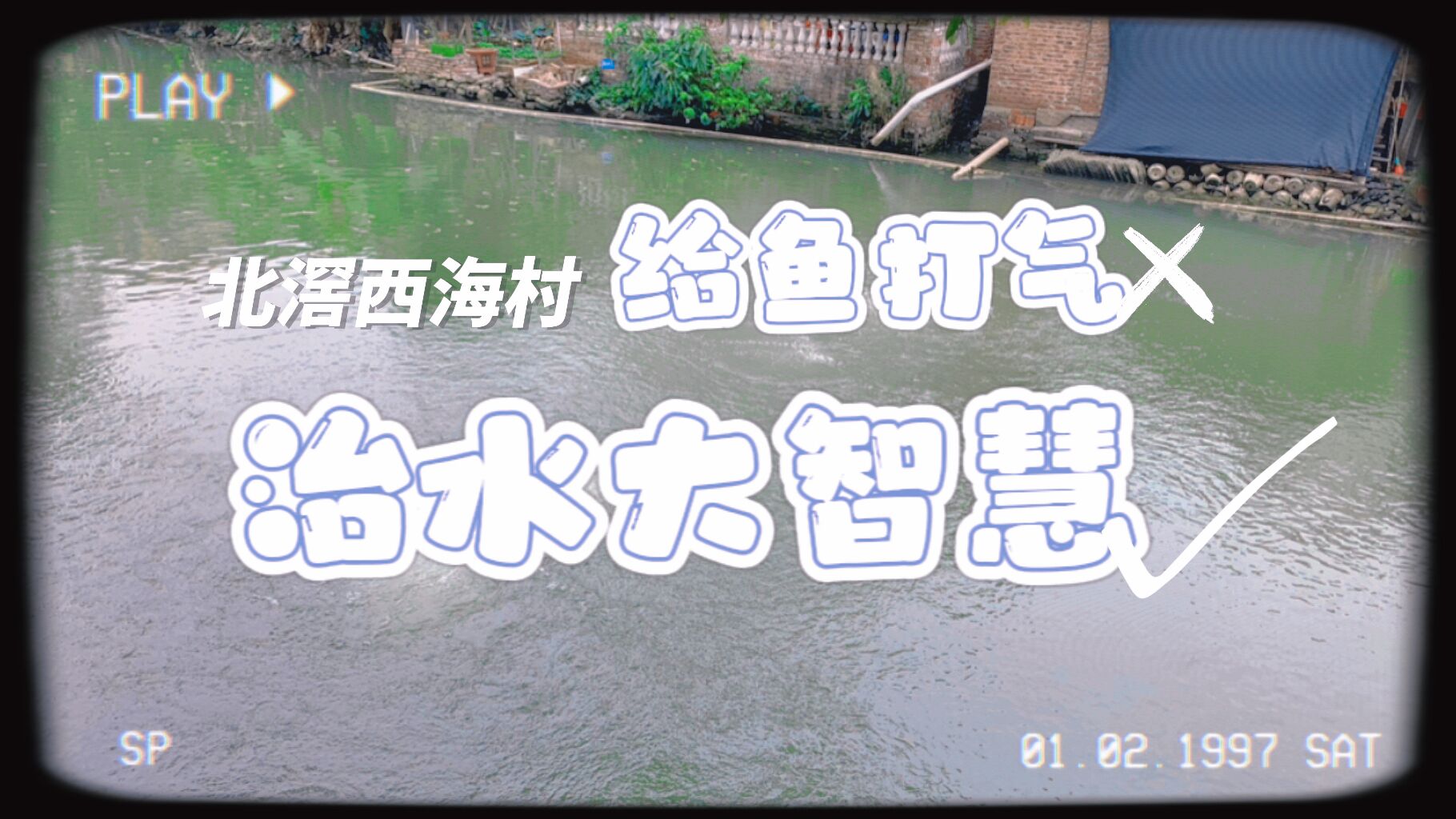 給西海大涌的魚打氣？其實是北滘治水大智慧！