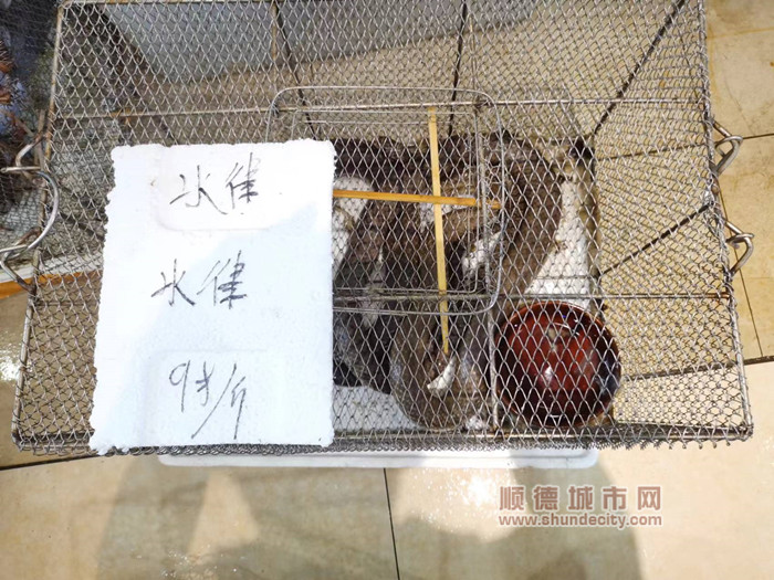 “極品水律”超美味？樂從查處1家蛇餐廳
