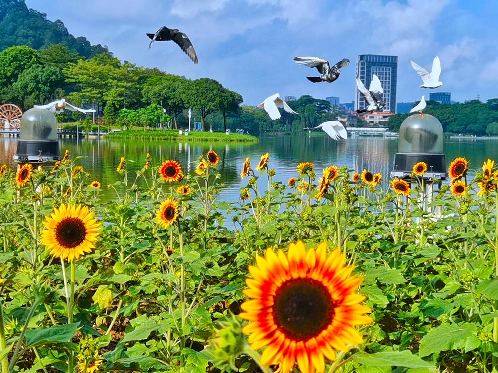 壹周美圖：在順峰山公園，盡賞鳥語花香