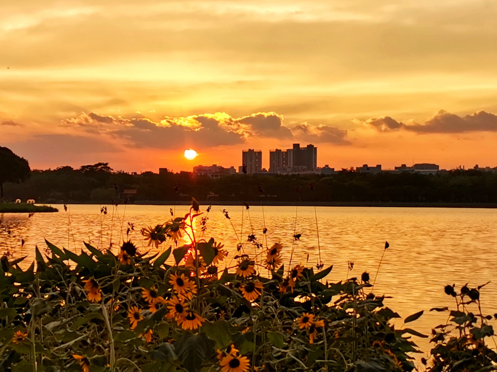 什么樣的夕陽，刷屏了順德人的朋友圈？
