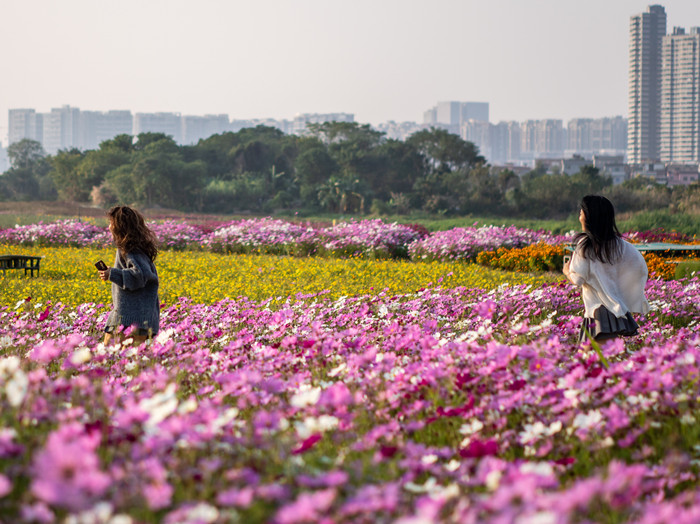順德陳村那片八瓣幸福花，你去了嗎？