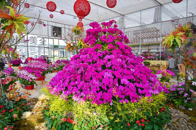 5大亮點(diǎn)搶先看，行花街就來陳村迎春花！