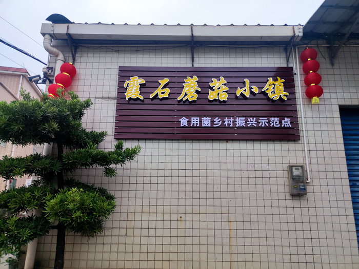倫教霞石村：擦亮漁村文化IP、打造“蘑菇小鎮(zhèn)”……