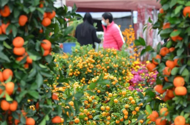 節后年桔年花回收指南！均安收集點一覽→