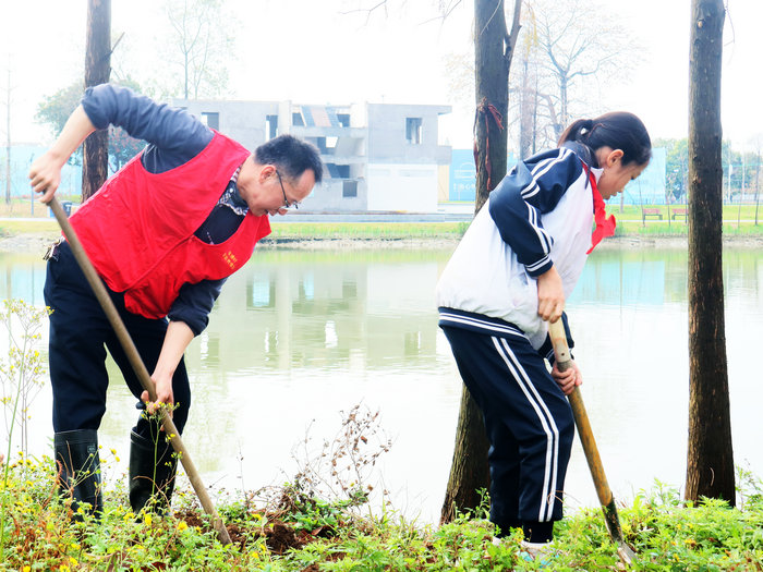 黨群攜手植新綠！100棵落羽杉在倫教大涌新塘段“安家”