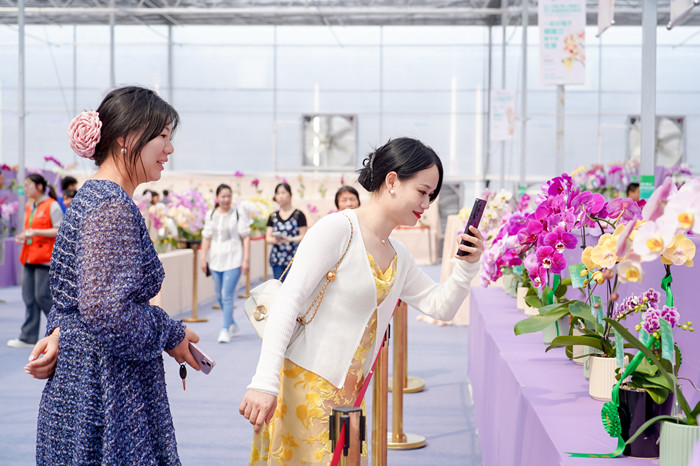 簽約額達1億元！勒流蝴蝶蘭“繁花”大戲超搶鏡！
