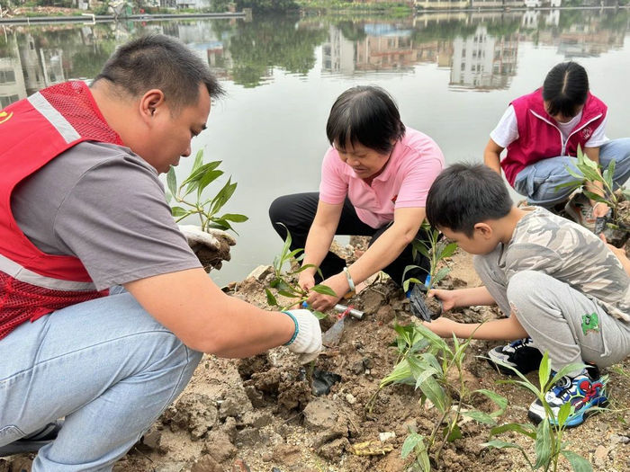 倫教永豐村：親子家庭齊動手，共建綠色美麗家園美