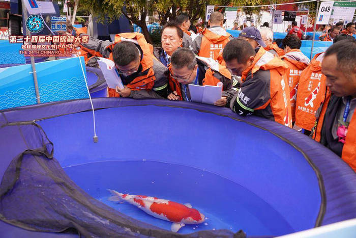 “國字號”錦鯉賽事連續十年在容桂舉行