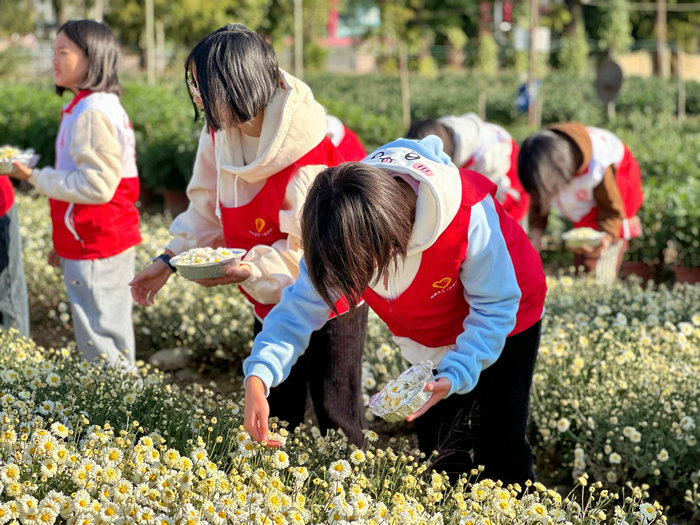 超解壓！倫教荔村菊花田里“采摘忙”