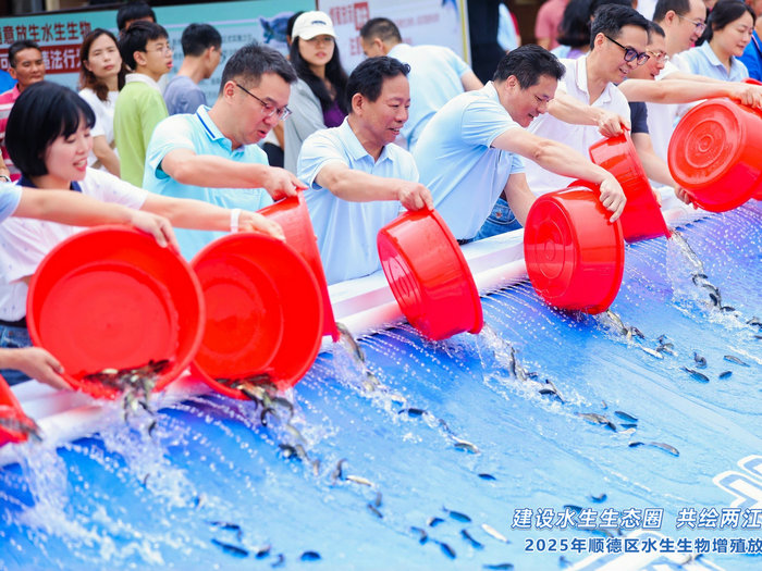 共護“環兩江”水生態！順德100萬尾小魚苗“出發啦”！