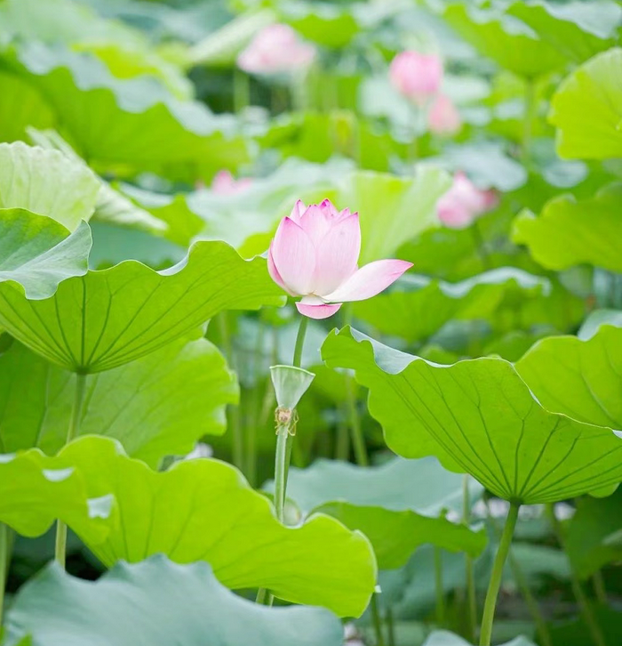 右眼新聞：熱烈的夏日，荷香淬鋒芒