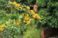 一抹黃花分外嬌