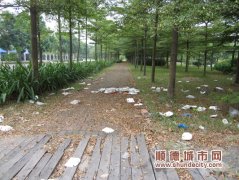 垃圾數月無人掃　順德新城公園成“棄兒”