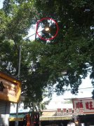 “敬業”的路燈，一直在“加班”