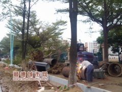工地水管爆裂，15歲名貴樹種“受傷了”