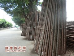 木頭街邊“排排坐”，行人路過心驚驚