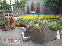 街邊十年大樹風吹即倒　市民“有點擔心”