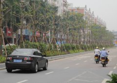 南源路的綠化很給力