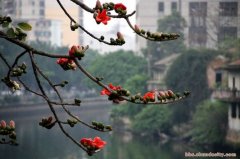 木棉花開(kāi)的季節(jié)