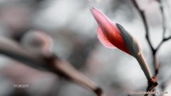 紫荊花