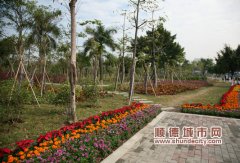 兩年植樹150萬株，順德向綠化模范城市邁進(jìn)