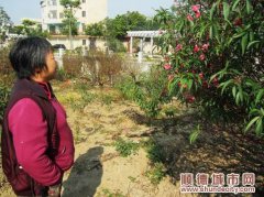 暖冬致勒流桃花早開，今年或減產3成