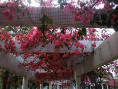 再添一座1萬平方綠化公園