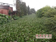瘋狂水葫蘆長半米高　千米水面似草原