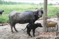 尋找三洲水牛養(yǎng)殖場(chǎng)