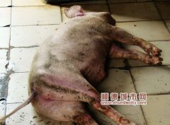 倫教警方查處一窩點，死豬制成燒肉出售