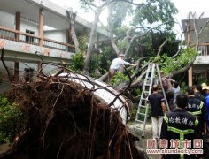 倫教敬老院兩大樹被吹倒，無人員傷亡