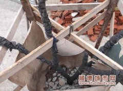 報料追蹤：違植樹依然屹立不倒
